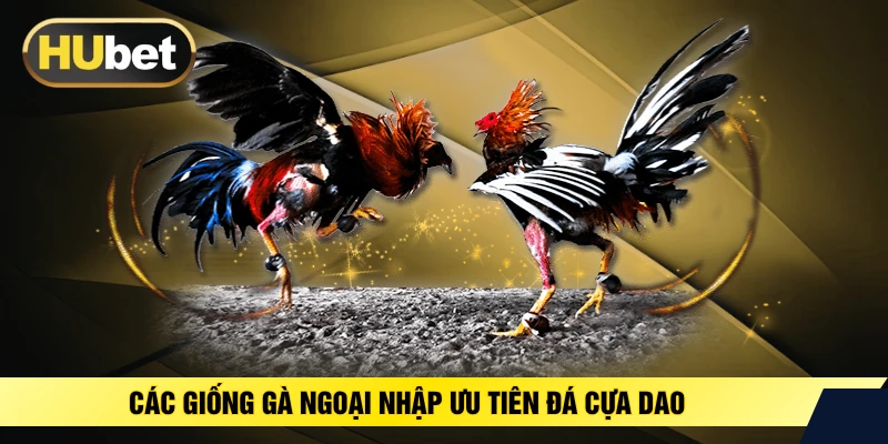 Các giống gà ngoại nhập ưu tiên đá cựa dao