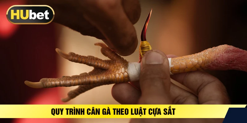 Quy trình cân gà theo luật cựa sắt 